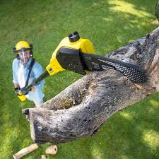 Professional Tree Care Services in Rolling Hills, CA