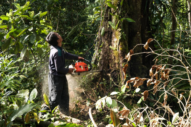 Tree and Shrub Care in Rolling Hills, CA